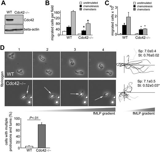 Figure 1. Cdc42 is critical to maintain front/back polarity of neutrophils during migration. (A) Expression of Cdc42 in WT and Cdc42−/− neutrophils analyzed by immunoblot. (B) Neutrophil migration using a Boyden chamber in uniform concentration or in a gradient of 1 μM fMLP in which fMLP is placed only in the lower chamber to measure chemokinesis or chemotaxis, respectively. The histogram represents the number of migrated neutrophils per field (mean ± SD, representative experiment in triplicate of 3 independent experiments). (C) Neutrophil migration using transwells coated with fibrinogen in uniform concentration or in a gradient of 10μM fMLP. The histogram represents the total number of migrated neutrophils recovered from the bottom well (mean ± SD, representative experiment in triplicate of 3 independent experiments). (D) Neutrophil migration was examined by time-lapse video microscopy in a gradient of 10μM fMLP and on surface coated with fibrinogen, in a Zigmond chamber. Representative images (1 minute between each frame) of migrating cells, fMLP concentration increases from left to right. Arrows point to inappropriate protrusions. Cell trajectory analysis: the schema represents the migration trajectory of cells moving up fMLP gradient for 25 minutes. Trajectories were tracked with Volocity software and realigned to the same horizontal axis. The black circle represents the starting position. Cdc42-deficient neutrophils exhibited overall displacement toward the fMLP gradient. Speed (sp, μm/min) and straightness (st) of migration are indicated on the right. Data are mean ± SEM; n = 100. The histogram represents the percentage of cells exhibiting change in direction arising from inappropriate lateral protrusions (mean ± SD; n = 3 independent videos); at least 50 cells per video were analyzed. Images were captured at 37°C using a Zeiss Axiovert 200 microscope at 10× objective, NA 0.3, with ORCA-ER C4742-95 camera driven by Openlab software (supplemental Videos). *Results that are significantly different from WT (P < .05).