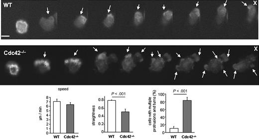 Figure 2. Dynamic analysis of actin distribution using eGFP-actin reporter. Sequential images showing the distribution of eGFP-actin reporter in WT and Cdc42−/− neutrophils in response to a local source of fMLP (10μM, indicated by X) (30 seconds between each frame). Arrows point to actin protrusions. Note that eGFP-actin remains at one pole of the cell facing the source of fMLP in WT but not in Cdc42−/− cells. Each set of images are representative of a set of 10. Scale bar represents 5 μm. Fluorescence images were captured at 37°C using a Zeiss Axiovert 200 fluorescence microscope at 40× objective, NA 0.6, with ORCA-ER C4742-95 camera driven Openlab software. The histograms are speed, straightness of migration, and percentage of cells with multiple protrusions and turns of WT and Cdc42−/− cells expressing eGFP-actin, which were analyzed in a Zigmond chamber assay as in Figure 1 and showed similar results as WT and Cdc42−/− cells (Figure 1).