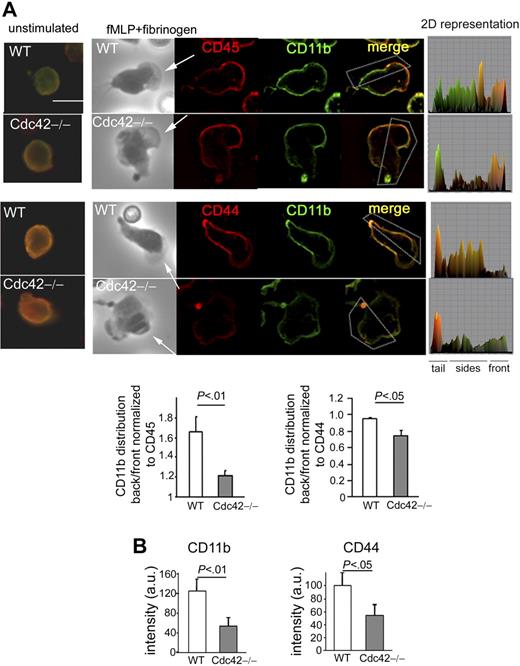 Figure 3. Cdc42 regulates CD11b distribution. (A) WT and Cdc42−/− neutrophils were stimulated or not stimulated with fMLP and on Fg-coated slides for 10 minutes. The cells were fixed and stained with anti-CD45 (in red) or anti-CD44 (in red) and anti-CD11b (in green). The black-and-white pictures are the phase-contrast images. The images are one x-y view of the z-series analyzed by deconvolution in Volocity. Two-dimensional representation of mean intensity of fluorescence of CD11b and CD45 or CD44 of the region of interest indicated by the box, analyzed in ImageJ. Arrows point to the cell front. Histogram is ratio of mean intensity of fluorescence of CD11b along the sides of the cells to the front normalized to CD45 or CD44 (mean ± SD; n = 55). Scale bar represents 5 μm. (B) The average of fluorescence intensity at the substrate contact surface of CD11b and CD44 was measured along the lateral sides of the cells in at least 5 sections per cell (supplemental data). Histogram shows mean ± SEM of all measurements per cell and of n = 20 cells, representative of 3 independent experiments. The slides were mounted with Slowfade Gold antifade reagent. Fluorescence images were captured at room temperature using a Leica DMI6000 fluorescence microscope at 63×/1.3 NA objective, with ORCA-ER C4742-95 camera driven by Openlab software. Scale bar represents 5 μm.