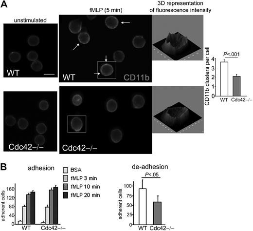 Figure 4. Cdc42 regulates CD11b functioning. (A) Neutrophils were stimulated or not stimulated with fMLP in suspension at 37°C. The reaction was stopped by adding paraformaldehyde, and the cells were stained for CD11b. The arrows indicate small clusters and patches of CD11b in WT cells. CD11b clusters were analyzed in ImageJ software. A 3-dimensional representation of fluorescence intensity, which was generated in ImageJ, is shown. Histogram represents the number of CD11b clusters per cell (mean ± SD; n = 40 cells from 3 independent experiments). Scale bar represents 5 μm. The slides were mounted with Slowfade Gold antifade reagent. Fluorescence images were captured at room temperature using a Leica DMIRB fluorescence microscope at 63× objective, NA 1.3, with ORCA-ER C4742-95 camera driven and analyzed with Openlab software. (B) Adhesion and deadhesion of neutrophils. Neutrophils, stimulated with fMLP in the presence of Ca2+ and Mg2+, were allowed to adhere to fibrinogen at the indicated time. The nonadherent fraction was removed. The wells were carefully washed with phosphate-buffered saline, and the adherent fraction was immediately enumerated at the light microscope. Deadhesion: 30 minutes after adhesion to fibrinogen, the nonadherent fraction was removed and fMLP was replaced with phosphate-buffered saline without Ca2+ and Mg2+. The remaining adherent fraction was enumerated at the light microscope 10 minutes after fMLP removal. The histograms represent the number of adherent cells per field (mean ± SD; n = 3 independent experiments).