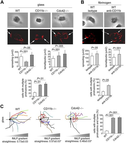 Figure 5. CD11b is critical for polarity of neutrophils during migration. (A) F-actin (rhodamine-phalloidin) analysis of WT, CD11b−/−, and Cdc42−/− neutrophils 10 minutes after stimulation with fMLP and on glass. The black-and-white pictures are the phase-contrast images. The images are one x-y view of the z-series analyzed by deconvolution in Volocity. Histogram represents total surface area and area of lamellipodia (mean ± SD of n = 30 cells) and number of cells with more than one protrusion (mean ± SD; 3 independent experiments). Arrows indicate F-actin protrusions. Scale bar represents 5 μm. (B) WT cells were treated with functional anti-CD11b blocking antibody or isotype control for 20 minutes at room temperature and stimulated with fMLP and on fibrinogen-coated slides in the presence of antibody. The cells were analyzed for F-actin structures with rhodamine-phalloidin (mean ± SD; n = 30 from 3 independent experiments). The slides were mounted with Slowfade Gold antifade reagent. Z series of fluorescence images were captured using a Leica DMIRB or Leica DMI6000 fluorescence microscope at 63×/1.3 NA objective, with ORCA-ER C4742-95 camera driven by Openlab software and analyzed by deconvolution with Volocity software. (C) Migration of cells analyzed by time lapse video microscopy in a Zigmond chamber in gradient of fMLP on glass, as in Figure 1. Schema of cell trajectory is shown. Straightness of migration is indicated as mean ± SEM. *Results that are significantly different from WT (P < .001). Histogram represents percentage of cells that developed lateral protrusions during the course of migration and changed direction (mean ± SD; n = 3 independent videos). Only cells that had moved more than 20 μm were analyzed. Images were captured at 37°C using a Zeiss Axiovert 200 microscope at 10×/0.3 NA objective, with ORCA-ER C4742-95 camera driven by Openlab software.