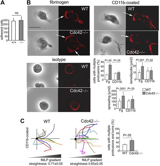 Figure 6. Cdc42 regulates neutrophil polarity via CD11b. (A) Deadhesion. WT and Cdc42−/− neutrophils were stimulated with fMLP and on slides coated with anti-CD11b to enforce CD11b activation. The stimulus was removed 30 minutes after adhesion, and the remaining adherent fraction was enumerated 10 minutes after stimulus removal at the light microscope (mean ± SD; n = 3 independent experiments, as in Figure 3). (B) WT and Cdc42−/− neutrophils were stimulated with fMLP and on Fg-coated slides or on slides coated with anti-CD11b to enforce CD11b activation, compared with isotype control. The cells were then fixed and stained with rhodamine-phalloidin (in red) to analyze F-actin structures. The black-and-white pictures represent the phase-contrast images. The images are one x-y view of the z-series analyzed by deconvolution in Volocity. Histograms are number of cells with more than one protrusion (percentage, mean ± SD; n = 3 independent experiments); at least 30 cells per experiment were analyzed. Surface area of F-actin (square microns) and total cell spreading (square microns) are shown as mean ± SD of at least n = 30 cells from at least 2 independent experiments. Arrows point to actin protrusions. Scale bar represents 5 μm. The slides were mounted with Slowfade Gold antifade reagent. Z series of fluorescence images were captured at room temperature using a Leica DMI6000 fluorescence microscope at 63×/1.3 NA objective, with ORCA-ER C4742-95 camera driven by Openlab software and analyzed by deconvolution with Volocity software. (C) Migration responses of cells plated on anti-CD11b–coated surface was analyzed in a Zigmond chamber in fMLP gradient as in Figure 1. The schema represents the migration trajectory of cells moving up fMLP gradient for 25 minutes. Straightness of migration is indicated as mean ± SEM; n = 70 cells from 3 independent videos. Histogram represents percentage of cells with change in direction arising from inappropriate lateral protrusions (mean ± SD; n = 3 independent videos).