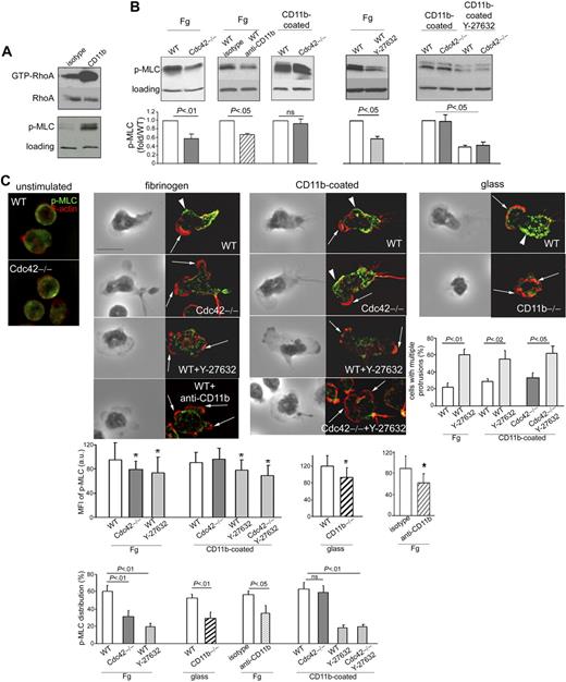 Figure 7. Cdc42 suppresses actin through CD11b-induced p-MLC signaling. (A) WT cells were crosslinked with CD11b or isotype controls for 20 minutes and were analyzed for RhoA activity using the pulldown assay with Rhotekine beads. Total RhoA of cell lysates is used as loading control. The cells were also analyzed for phosphorylated MLC at Ser19 and total p38MAPK as loading control (one blot representative of 3 independent experiments). (B) WT and Cdc42−/− neutrophils with or without Y-27632 treatment were stimulated with fMLP and seeded on fibrinogen or on an anti-CD11b–coated plate for 10 minutes. In addition, WT cells treated with functional anti-CD11b blocking antibody were stimulated with fMLP and on Fg-coated slides. The cells were lysed on plate and analyzed for p-MLC. Histograms represent densitometry analysis compared with WT after normalization to loading (mean ± SD; n = 3 independent experiments). Of note, the experiments with and without Y-27632 were performed independently such that the absolute level of p-MLC is not comparable. (C) Cells, treated or not with Y-27632, were stimulated or not on fMLP and on Fg or glass or anti-CD11b–coated slides for 10 minutes. The cells were stained with anti-p-MLC (in green) and rhodamine-phalloidin (in red). In addition, WT cells treated with anti-CD11b or isotype were plated on fibrinogen and analyzed for F-actin and p-MLC distribution. These later experiments were performed separately. WT cells treated with isotype are not different from nontreated WT cells, and only one image of WT control is shown. The black-and-white pictures represent the phase-contrast images. The images colored in red and green are one x-y view of the z-series analyzed by deconvolution in Volocity. Percentage of cells with p-MLC staining along the lateral sides of the cells is enumerated (mean ± SD; n = 3 independent experiments). The average intensity of fluorescence per area of p-MLC along the sides of the cells was analyzed in Openlab, and the data are shown as histogram (mean ± SD of n = 30-50 cells, from at least 2 independent experiments). Percentage of cells with more than one protrusion (mean ± SD; n = 3 independent experiments); at least 30 cells per experiments were analyzed. *Results that are significantly different from WT (P < .05). Arrows point to actin protrusions. Arrowheads point to p-MLC lateral distribution. Scale bar represents 5 μm. The slides were mounted with Slowfade Gold antifade reagent. Z series of fluorescence images were captured at room temperature using a Leica DMI6000 fluorescence microscope at 63×/1.3 NA objective, with ORCA-ER C4742-95 camera driven by Openlab software and analyzed by deconvolution with Volocity software.