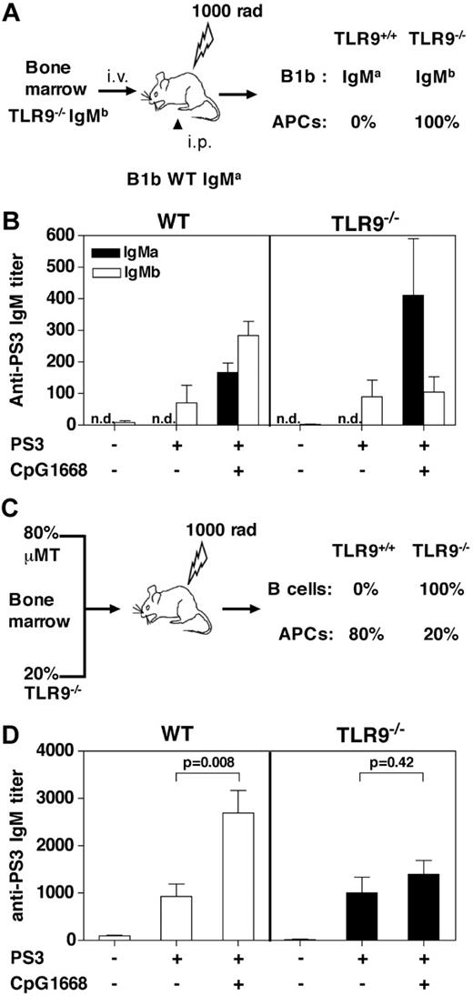 Figure 2. B cells but not accessory cells are the cellular targets of the adjuvant effect of CpG1668. (A) Allotype-chimeric mice with TLR9 gene deficiency restricted to all cells (in particular APCs) were generated by reconstituting irradiated C57BL/6 mice with BM from TLR9−/− (Ighb) mice (B right panel, TLR9−/−) and by intraperitoneal injection of B-1b cells from C57BL/6 (Igha) mice. The control group was reconstituted with WT BM from C57BL/6 (Ighb) mice (B left panel, WT) and by intraperitoneal injection of B-1b cells from C57BL/6 (Igha) mice. (B) Seven weeks after reconstitution, chimeric mice (4 per group) were immunized intraperitoneally with PBS, PS3 alone, or PS3 followed by injection 2 days later with 80 μg CpG1668. The PS3-specific IgM titers of both allotype (IgMa and IgMb) were determined by ELISA from blood samples collected 7 days after immunization. n.d. indicates not detected. (C) BM-chimeric mice with TLR9 gene deficiency restricted to B cells were generated by reconstituting irradiated C57BL/6 mice with 80% μMT BM and 20% TLR9−/− BM (C right panels, TLR9−/−). The control group received 80% μMT BM and 20% wild-type (WT) C57BL/6 BM (C left panel, WT) to generate a TLR9 proficient B-cell compartment. (D) Eight weeks after reconstitution, chimeric mice (6 per group) were immunized subcutaneously with PBS, PS3 alone, or PS3 followed by injection 2 days later with 80 μg CpG1668. The IgM titers were determined by ELISA from blood samples collected 7 days after immunization. Results are expressed as means ± SEM of the values collected in 4 to 6 individual mice.