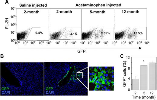 Figure 2. Engraftment of donor-derived cells in the liver. (A) A total of 250 000 Lin− cells were transplanted in HA mice after 1 day of the administration of normal saline (control) and acetaminophen. The presence of eGFP+ cells was determined by flow-cytometric analysis. Representative dot-plots show an increase in eGFP+ cells at different times after transplantation in acetaminophen-injected mice. (B) IHC analysis of liver sections of saline (left) and acetaminophen (right) injected mice after 5 months of transplantation. A representative photomicrograph shows the presence of eGFP+ cells near the central vein of acetaminophen-injected mice (original magnification ×20). (Inset) Magnified region of the section. (C) The percentage increase of eGFP+ cells in the whole liver at different times of transplantation. n = 4 for each time point. *P < .05.