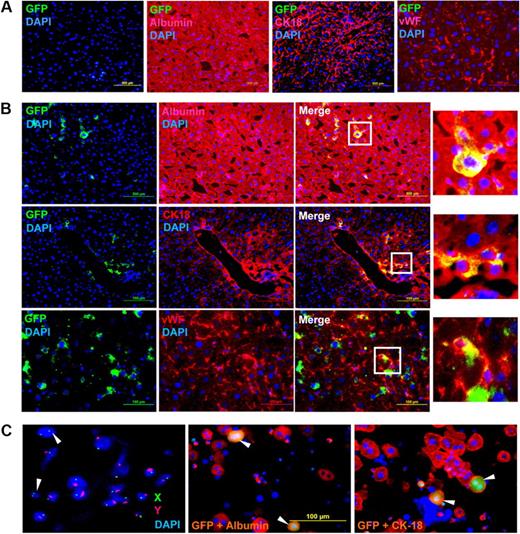 Figure 3. IHC and FISH analyses of HAT mice. One day after normal saline (control) and acetaminophen administration, each mouse received a tail vein injection of donor cells. Two months after transplantation, mice were killed and liver cryosections were analyzed by IHC; 5-μm serial sections were stained with anti-GFP, antialbumin, anti-CK18, and anti-vWF antibodies. (A) Normal saline-injected mice. The merged picture shows that eGFP-expressing cells did not engraft in any of the sections examined. The sections were stained positive for albumin, CK-18, and vWF expressed by the host tissue (n = 4). (B) Acetaminophen-injected mice. The merged picture shows that donor-derived (eGFP+) cells were present in all the sections examined and expressed albumin (top panel), CK-18 (middle panel), and vWF (bottom panel; n = 4). (Insets) Magnified region of the tissue sections. As secondary antibody controls, the sections were also stained with respective conjugates (data not shown). (C) Sex chromosome FISH and immunocytochemistry. Liver cells of HAT mice (10 months of transplantation) were labeled with X (fluorescein isothiocyanate) and Y (Cy3) chromosome-specific probes. The fusions between donor (XX) and recipient (XY) cells were microscopically examined. White arrows represent donor-derived unfused cells (left). The same liver cells were immunostained for albumin and CK-18. The merge pictures show that donor-derived (eGFP+) cells express both albumin (middle) and CK-18 (right), marked by white arrows. Original magnifications: albumin and CK-18, ×20; vWF, ×40; and FISH, ×100.