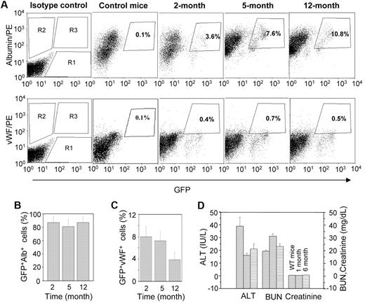 Figure 4. Quantitative analysis of GFP+albumin+ and GFP+vWF+ cells at different times of transplantation. A single-cell suspension of liver was analyzed by flow cytometry. (A) Representative dot-plots for GFP+albumin+ and GFP+vWF+ cells at different times: (top panel) R1, R2, and R3 regions for eGFP+, albumin+, and GFP+albumin+ cells, respectively; (bottom panel) R1, R2, and R3 regions for eGFP+, vWF+, and GFP+vWF+ cells, respectively. (B) The percentage of eGFP+ cells that express albumin at different times. The results show that more than 85% of donor-derived cells expressed albumin (n = 4, for each time point). (C) The percentage of eGFP+ cells that express vWF at different times. The results show that 4% to 8% of donor-derived cells expressed vWF (n = 4 for each time point). (D) The liver and renal function test in HAT mice. Mice at different times of transplantation were evaluated in terms of liver and renal functions. Serum ALT, plasma creatinine, and BUN levels of HAT mice were compared with those levels in WT mice.