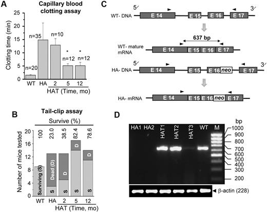 Figure 6. Functional recovery and gene expression. (A) Whole blood clotting assay. Blood was withdrawn from the eye in a capillary tube. The clotting time was determined by visual observation of the clot formation. The results showed a significant drop in the blood clotting time in HAT mice after 5 months of transplantation compared with the HA mice. The number of mice tested (n) in each condition is mentioned in the figure. *P < .01. (B) Tail-clip challenge. The numbers of surviving and dead mice are shown after tail clip. In HAT mice, 80% were protected from death resulting from blood loss. The numbers of mice tested in each group are as follows: WT (9 mice), HA (13 mice), HAT-2 months (13 mice), HAT-5 months (17 mice), and HAT-12 months (14 mice). (C) The rationale for designing primers to amplify a sequence of the FVIII A3 domain. It is difficult to reverse transcribe across the neo sequence resulting from the presence of high G + C content in HA mice. (D) The RT-PCR analysis for the synthesis of the target amplicon. HAT1-3 mice show the synthesis of a 637-bp amplicon, the same as in WT mice. The same gene product was absent in both the knockout mice (HA1 and HA2).