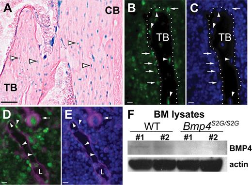 Figure 1. BMP4 is expressed in hematopoietic niches and BMP4 expression is reduced in the BM of Bmp4S2G/S2G mice. (A-E) Analysis of Bmp4 expression in the long bones in Bmp4lacZ/+ reporter mice. (A) β-Galactosidase enzyme activity (blue) is detected in the nuclei of trabecular (TB) and cortical (CB) bone-encased osteocytes (arrowheads), bone-lining cells, and BM cells. (B-C) Staining with (B) anti–β-gal antibody (green) and (C) DAPI (blue) confirms Bmp4 is expressed in osteocytes (arrowheads) and bone-lining osteoblasts (arrows). Trabecular bone (TB) is outlined by the dotted white line. (D-E) CD31 and β-gal colocalize in the BM. (D) Merged image showing endothelial cells (arrowheads) and megakaryocytes (arrow) are among the BM cells costained with β-gal (green) and CD31 (magenta). L indicates blood vessel lumen. (E) Merged image showing DAPI (blue) and CD31 (magenta) expression. (F) Western analysis shows reduced levels of mature BMP4 (∼ 24 kDa) expression in the BM of Bmp4S2G/S2G mice (n = 2) compared with WT controls (n = 2). Actin (∼ 42 kDa) expression was probed as a loading control. Scale bars: (A) 80 μm, (B-E) 20 μm. See “In situ BMP4 expression analysis” for details about image acquisition and processing.