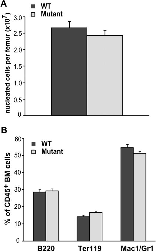 Figure 2. Resting hematopoiesis is normal in BMP4 hypomorphs. (A) The total number of nucleated bone marrow cells per femur in 8- to 12-week-old WT (n = 14) and BMP4 (n = 15) hypomorphs is not significantly different. (B) Hematopoietic lineage analysis in WT (n = 11) and BMP4 (n = 16) hypomorphs. The fractions of B cells (B220+), red blood cell progenitors (Ter119+), and myelomonocytic cells (Mac1/Gr1+) within the CD45+ BM population are shown. Error bars show SEM.