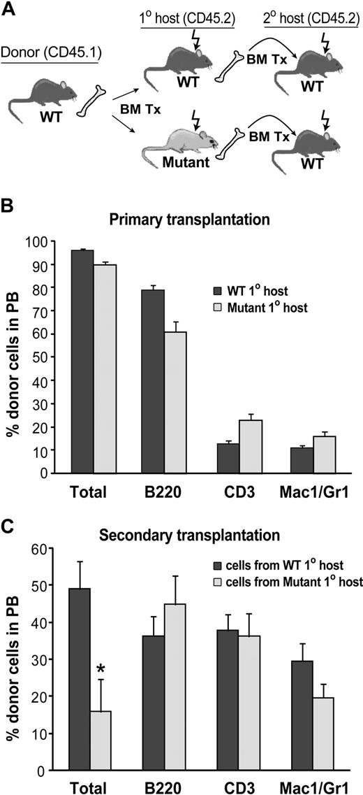 Figure 4. Reduction in WT HSC activity after transplantation into BMP4-deficient hosts. (A) Primary and secondary transplantation scheme. (B) Analysis of wild-type donor cell engraftment in WT (n = 6) and BMP4 (n = 6) hypomorphic primary recipients 24 weeks after transplantation. (C) Analysis of donor cell engraftment in secondary hosts 20 weeks after transplantation. Wild-type cells that engrafted into primary BMP4 hypomorphic hosts reconstituted long-term hematopoiesis in secondary recipients (n = 12) significantly less well than wild-type cells that engrafted into WT primary hosts before secondary transplantation (n = 9 secondary recipients). *P = .01. In panels B and C, total donor cells are shown as a percentage of live cells. Individual lineages are shown as the percentage of donor-derived cells. Error bars show SEM.