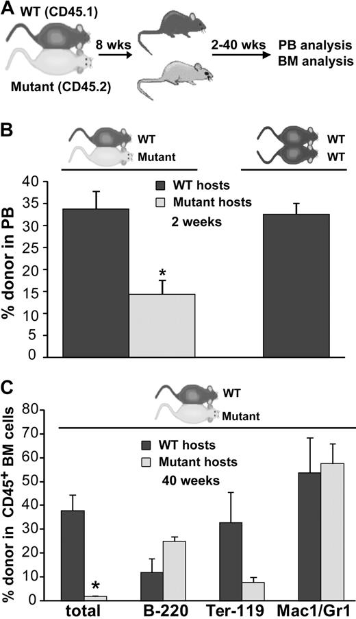 Figure 5. WT cells engraft poorly in BMP4-deficient mice after parabiosis. (A) Experimental strategy. (B) Donor cell analysis of the peripheral blood in mutant/WT parabiotic mice and WT/WT parabiotic mice 2 weeks after separation. Significantly fewer circulating WT donor cells are found in the mutant hosts after parabiosis (n = 7), whereas comparable donor engraftment of mutant donor cells into WT hosts (n = 6) or WT donor cells into WT hosts (WT/WT parabionts, n = 3) is observed. *P < .001. (C) BM donor cell engraftment and lineage analysis in 3 pairs of mutant/WT parabionts approximately 10 months after separation. Significantly fewer donor cells are observed in the mutant BM (*P < .006). Total donor cells are shown as a percentage of live cells. Individual lineages are shown as the percentage of donor-derived cells. Error bars show SEM.