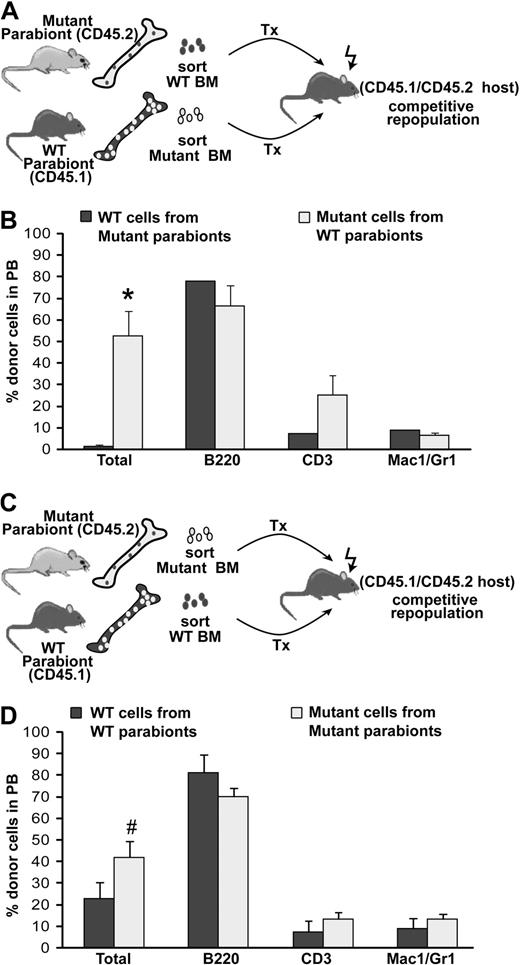 Figure 6. WT HSC activity is poorly supported in a BMP4-deficient microenvironment. (A) Approximately 10 months after separation, equal numbers of donor cells were FACS sorted from 3 pairs of mutant/WT parabionts and cotransplanted into secondary recipients along with an equal number of carrier BM cells. (B) Analysis of donor cell engraftment for the experiment diagrammed in panel A, 16 weeks after transplantation. WT cells conditioned in BMP4 hosts were drastically outcompeted by mutant cells conditioned in WT hosts. Two of a total of 5 secondary recipients were engrafted with WT cells. *P < .002. (C) To test host cell activity, equal numbers of host cells were also FACS sorted from 2 mutant/WT parabiont pairs approximately 10 months after separation and cotransplanted into secondary recipients along with an equal number of carrier BM. (D) Analysis of donor cell engraftment for the experiment diagrammed in panel C, 16 weeks after transplantation. Significant differences between WT and mutant cell engraftment were not detected, indicating comparable host cell activity. Four secondary recipients were assayed. #P = .12. In panels B and D, total donor cells are shown as a percentage of live cells. Individual lineages are shown as the percentage of donor-derived cells. Error bars show SEM.