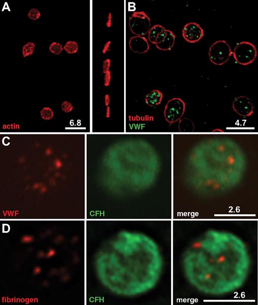 Figure 3. Immunofluorescence imaging and localization of CFH within normal platelets. Washed normal human platelets were fixed, permeabilized, and incubated with pairs of mouse monoclonal and rabbit polyclonal antibodies, followed by labeling with secondary antibodies tagged with Alexa Fluor 568 or Cy3 (red), or Alexa Fluor 488 (green). White bars with the corresponding microns are indicated. All images were deconvolved. (A-B) Rendered 3-dimensional images. (C-D) Representative midplatelet Z-slices. (A) Staining of intact platelets for actin reveals the plate-like shape of resting cells in both top (left) and perpendicular (right) views, whereas (B) tubulin-staining microtubule rings (red) surrounding VWF-containing α-granules (green) confirm the nonactivated state. (C-D) CFH labeled with Alexa Fluor 488 (green) is shown in the middle panels; right panels, the corresponding merged left and middle panels. Costaining of CFH (green) with VWF (C, red) or fibrinogen (D, red) confirms the presence of CFH throughout platelets and does not indicate specific colocalization with either α-granule marker. Results of whole-platelet colocalization analysis are presented in Table 1.