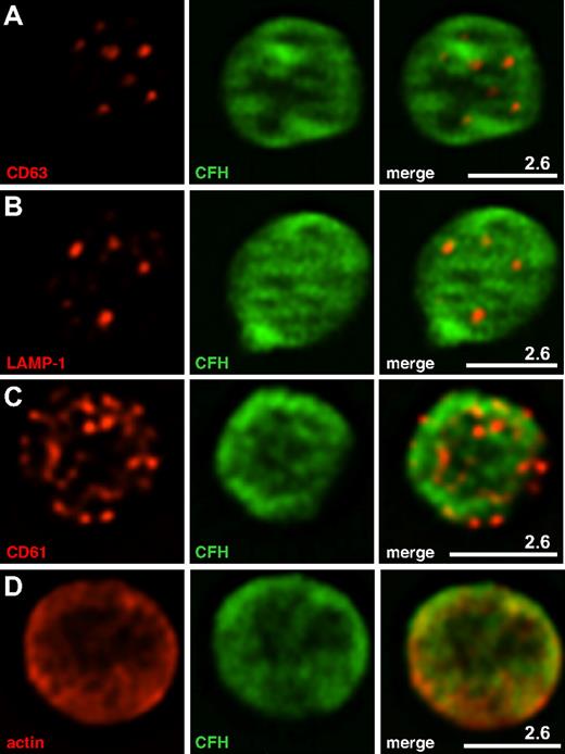 Figure 4. Immunofluorescence localization of CFH within normal platelets. Washed normal human platelets were prepared and imaged as described in Figure 3. CFH labeled with Alexa Fluor 488 (green) is shown in the middle panels; right panels, merged left and middle panels. White bars with the corresponding microns are indicated. (A-D) Representative midplatelet Z-slices. (A) The δ-granule and lysosome protein CD63 does not show specific colocalization with CFH, nor does the lysosomal protein LAMP-1 (B). (C) Partial colocalization of CFH is observed with the platelet surface protein CD61 (β3 integrin), and (D) strong colocalization is apparent with cytoplasmic actin. Results of whole-cell colocalization analysis are presented in Table 1.