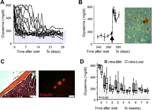 Figure 1. C57BL/6 syngeneic islet transplantation in BM. (A) Nonfasting glycemia of STZ-treated severely diabetic C57BL/6 mice transplanted with 500 equivalent islets into the BM (n = 24). (B) Left, Nonfasting glycemia of STZ-treated severely diabetic C57BL/6 mice transplanted in BM with 500 equivalent islets. BM of right femur was removed 9 months after transplantation (arrow; n = 6). Values shown are means ± SEM. Right, Dithizone staining of right femur BM contents after removal at 9 months after transplantation. (C) Histologic appearance (×10) of islets in BM 3 months after transplantation. Immunofluorescent images show insulin staining (red). Scale bar 200 μm. (D) Nonfasting glycemia reduction in the 8 weeks after transplantation with 500 equivalent islets according to transplant site. Intraliver: islets infused through the portal vein, n = 10. Intra-BM: islets infused directly into the BM, n = 10. Data are expressed as box plots of mean glycemia of the single weeks. Statistical analysis was performed by tests of repeated measures ANOVA.
