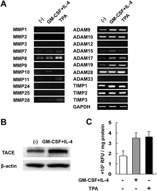 Figure 3. GM-CSF and IL-4 in combination enhance TACE expression and activity in monocytes. (A) Monocytes were cultured for 6 hours in the presence or absence of GM-CSF and IL-4 in combination. mRNA expression of a battery of known sheddases and expression of their endogenous inhibitors in monocytes were analyzed by RT-PCR. (B) Cell lysates were harvested after culturing monocytes for 48 hours in the presence or absence of GM-CSF and IL-4 in combination. TACE immunoreactivity was analyzed by immunoblotting with an antibody against human TACE. (C) Monocytes from 4 different donors were cultured for 48 hours in the presence or absence of GM-CSF and IL-4 in combination or TPA. Total cell lysates were prepared, and TACE activity in the cell lysates was measured using an internally quenched fluorescent substrate for TACE in the InnoZyme TACE Activity Kit. Fluorescence intensity was measured at an excitation wavelength of 320 nm and emission wavelength of 405 nm by a fluorometer (Fluoroscan Ascent FL; Labsystems). Results were displayed in relative fluorescence units (RFU) per milligram of protein (means ± SD) according to the manufacturer's instruction.