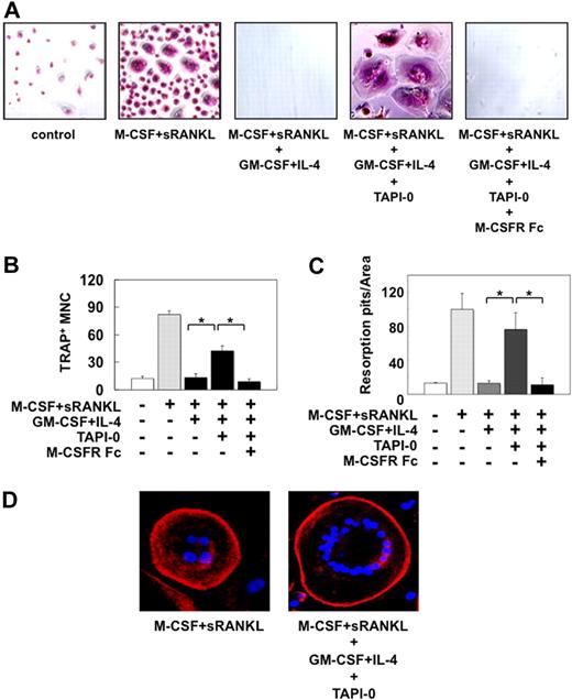 Figure 5. A TACE inhibitor restores OC formation and activation in the presence of GM-CSF and IL-4. (A-D) Monocytes were cultured in 24-well culture plates (A,D) as well as on dentine slices in 96-well culture plates (B-C) in quadruplicate for 21 days in the presence of M-CSF and sRANKL. GM-CSF and IL-4 in combination were added to the monocytic cultures together with M-CSF and sRANKL in the indicated wells. TAPI-0 and a soluble M-CSF receptor-Fc fusion protein were further added to the indicated wells at 10μM and 10 μg/mL, respectively. After culturing for 21 days, the cells were stained for TRAP. Representative results in 24-well culture plates are shown panel A. The numbers of TRAP-positive adherent cells with more than 5 nuclei (B) and pits (C) formed on dentine slices in 96-well culture plates were counted. Data are expressed as means ± SD; *P < .05. (D) Actin and nuclei in the cells in 24-well culture plates were stained with rhodamine-labeled phalloidin and DAPI, respectively. Samples were visualized with a confocal microscope (Axiovert 200M) using Plan Apochromat 10× objective.