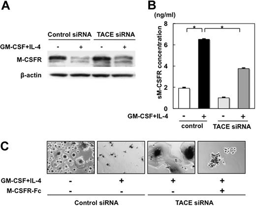 Figure 6. TACE silencing restores M-CSFR expression in monocytes and OC formation and activation in the presence of GM-CSF and IL-4 in combination. (A) Monocytes seeded at 106/mL in 24-well plates were transfected with TACE or scrambled siRNA and cultured in the presence or absence of GM-CSF and IL-4 in combination. After culturing for 48 hours, cell lysates were harvested. M-CSFR immunoreactivity was analyzed by immunoblotting with antibodies against M-CSFR extracellular domain. β-Actin was used as a loading control. (B) The monocytes transfected with TACE or scrambled siRNA were cultured in quadruplicate in 96-well plates for 2 days. Soluble M-CSFR levels in the culture supernatants were measured by ELISA. Data are expressed as means ± SD; *P < .05. (C) The monocytes transfected with TACE or scrambled siRNA were cultured in the presence of M-CSF and sRANKL. GM-CSF and IL-4 in combination and a soluble M-CSF receptor-Fc fusion protein (10 μg/mL) were added to the indicated wells. After culturing for 21 days, the cells were stained for TRAP.