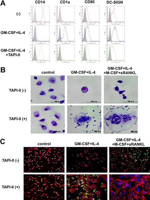 Figure 7. TACE inhibition impairs GM-CSF– and IL-4–mediated DC differentiation and induces macrophage/OC differentiation. (A) Monocytes were cultured in 24-well culture plates in the absence (top panels) or presence (middle panels) of GM-CSF and IL-4 in combination. TAPI-0 was added at 10μM together with GM-CSF and IL-4 in combination (bottom panels). After culturing for 5 days, cells were analyzed by flow cytometry. (B-C) Monocytes were cultured for 14 days in 24-well culture plates alone or in the presence of GM-CSF and IL-4 in combination without or with M-CSF and sRANKL. TAPI-0 was added at 10μM (bottom panels). Cells were fixed and visualized with Wright-Giemsa staining (B) or further incubated with FITC microspheres, followed by actin and nuclear staining (C). Green and red staining represent a microsphere and an actin, respectively.