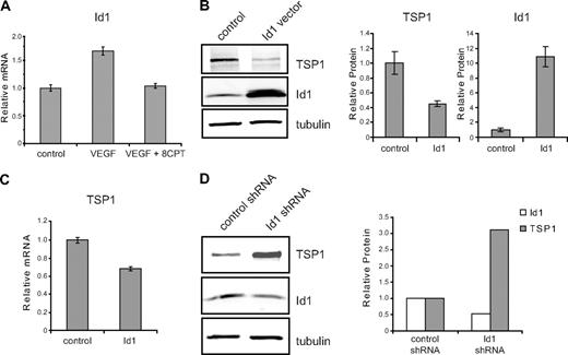 Figure 2. Id1 regulation of TSP1 in endothelial cells. (A) Relative expression of Id1 mRNA. HMVECs were treated with VEGF (100 pg/mL), VEGF, and 8CPT (100μM), or left untreated (control). Id1 mRNA expression was assessed by quantitative real-time PCR (qPCR). GADPH served as an internal control for each assay (data not shown). Relative expression was normalized to the untreated control and plotted as fold change. Bars represent mean ± SD (n = 3). (B) Down-regulation of TSP1 protein expression by Id1. HMVECs were transfected with vector or Id1 expression constructs and assayed 6 hours posttransfection. After Western blot analysis (left), quantitation of protein expression of TSP1 and Id1 relative to α-tubulin was performed using LI-COR Odyssey software (right). Bars represent means ± SD (n = 3). (C) mRNA expression of TSP1 in HMVECs after Id1 transfection. Samples were transfected and analyzed by qPCR, as in (B). Bars represent means ± SD (n = 3). (D) Up-regulation of TSP1 protein after depletion of Id1. HMVECs were transduced with lentivirus expressing Id1 shRNA or control lentivirus. After Western blot analysis (left), quantitation of protein expression of TSP1 and Id1 relative to α-tubulin was performed using LI-COR Odyssey software (right). Data shown are plotted as means ± SE (n = 3). An independent Id1 shRNA sequence gave similar results (data not shown).