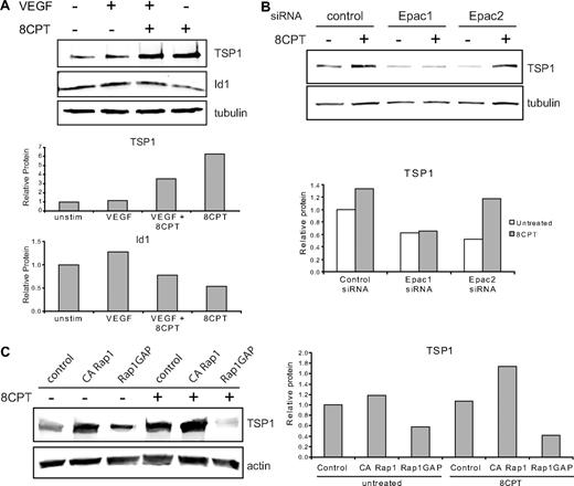 Figure 3. Epac/Rap1 regulation of TSP1. (A) Regulation of TSP1 and Id1 protein expression. HMVECs were treated with VEGF (10 ng/mL), 8CPT (100μM), VEGF, and 8CPT, or mock treated. After Western blot analysis (top), quantitation was performed using LI-COR software analysis (bottom). (B) Regulation of TSP1 protein expression after depletion of Epac1 and 2. HMVECs depleted of Epac1 or Epac2 by siRNA transfection (supplemental Figure 2) were treated with 8CPT (100μM) or mock treated. After Western blot analysis (top), quantitation was performed as above (bottom). (C) TSP1 protein expression after expression of CA Rap1 or Rap1GAP in HMVECs using lentiviral transduction. Cells were treated with 8CPT (100μM) or mock treated. After Western blot analysis (left), quantitation was performed as above (right). Representative experiments are shown.