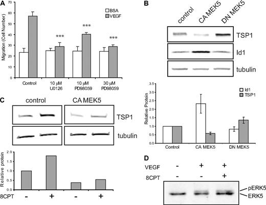 Figure 4. Regulation of TSP1 and Id1 by MEK/ERK5. (A) Endothelial cell chemotaxis to VEGF (100 pg/mL) or control (bovine serum albumin) using a Boyden chamber assay after treatment with U0126 (10μM) or PD98059 (10μM or 30μM). Bars represent mean ± SD (n = 4). ***P < .001. (B) TSP1 and Id1 protein expression after expression of CA or DN MEK5 in HMVECs via lentiviral transduction. After Western blot analysis (top), quantitation was performed using LI-COR software analysis for TSP1 (□) and Id1 () normalized to α-tubulin expression (bottom). Data plotted are averages of 3 independent experiments ± SE. (C) Analysis of TSP1 protein expression in HMVECs expressing CA MEK5 or control after treatment with 8CPT. After Western blot analysis (top), quantitation was performed, as above (bottom). Data shown are representative of 2 independent experiments. (D) Detection of pERK5 in HMVECs treated with VEGF (10 ng/mL) for 5 minutes or pretreated with 8CPT (100μM) for 10 minutes, followed by VEGF treatment. Samples were analyzed by Western blotting. Data shown are representative of 2 independent experiments.