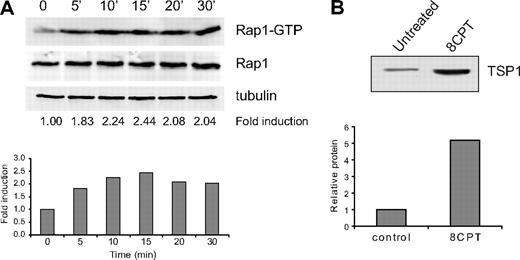 Figure 6. Regulation of TSP1 expression by Epac/Rap1 in fibroblasts. (A) Activation of Rap1 by 8CPT in human fibroblasts after treatment with 8CPT (100μM). Cells were treated with 100μM 8CPT, followed by cell lysis and pull-down of Rap-GTP using RalGDS-Sepharose at the indicated times (top). Quantitation was performed using LI-COR software analysis (bottom). Fold induction was calculated by Rap1-GTP/total Rap1. α-Tubulin expression is shown to indicate that total Rap1 levels do not change during the course of the experiment. Data shown are representative of 2 independent experiments. (B) Analysis of TSP1 production by human fibroblasts. Conditioned medium from cells was collected 48 hours after treatment with 8CPT (100μM) or mock treatment, centrifuged through a Centricon Plus 20 membrane to concentrate protein, and analyzed by Western blot (top). Autoradiographs were scanned, and bands were quantified using ImageJ software (bottom). Data shown are representative of 3 independent experiments.