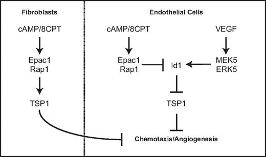 Figure 7. Model for regulation of thrombospondin expression by Epac/Rap1 and MEK5/ERK5 pathway in endothelial cells and fibroblasts.