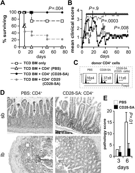 Figure 1. Polyclonally activated Treg cells protect from aGVHD. Lethally irradiated BALB/c mice were reconstituted with 107 C57BL/6 TCD BM cells either alone (n = 4) or together with 106 CD4+ cells from PBS-treated mice (n = 5) or from CD28-SA–treated donors (250 μg/mouse; n = 6) or 8 × 105 CD4+ CD25− cells from CD28-SA–treated mice (n = 9). (A) The percentages of animals surviving over time and (B) the mean clinical scores of recipient animals are depicted. P values refer to the comparison of recipients of CD4+ versus CD4+ CD25− cells from CD28-SA–treated donors. The experiment has been repeated twice with similar result. (C) Increased frequencies of Foxp3+ cells among donor CD4+ cells 3 days after CD28-SA treatment compared with PBS-treated mice. The numbers indicate mean percentages ± SD of 5 independent analyses. (D) Representative hematoxylin and eosin stainings of small bowel (sb) and large bowel (lb) sections obtained from mice 6 days after transplantation show reduced aGVHD-associated pathology in recipients of CD4+ T cells from CD28-SA–treated donors. Original magnification ×200 with LEICA DMIRE2 microscope, N Plan L 20×/0.40 objective lens, LEICA DFC300 FX camera, and LEICA IM50 Image Manager as the acquisition software. Adobe Photoshop CS3 was used to adjust for brightness and contrast. (E) Histopathologic changes were scored on small and large bowel sections as detailed in “Histology.” Cumulative scores are depicted as means ± SD of 3 mice per group (CD28-SA, day 3; n = 2).