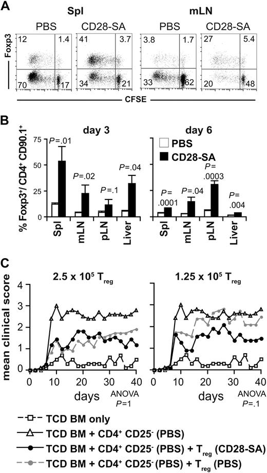 Figure 2. Secondary expansion of polyclonally activated Treg cells after transfer into the allogeneic host sustains a beneficial Treg cell/Tconv cell ratio. (A) CFSE dilution among CD4+ CD90.1+ Foxp3+ and Foxp3− donor T cells isolated from spleen (Spl) or mesenteric LNs (mLN) 3 days after transplantation into lethally irradiated BALB/c hosts. The figures represent the percentages of cells per quadrant. (B) Frequencies of Foxp3+ cells among CD4+ CD90.1+ donor T cells 3 and 6 days after transplantation. The bars indicate means ± SD of 3 mice per group. pLN indicates peripheral LNs. The data are representative for 5 experiments with similar results. (C) Direct comparison of suppressive activity of Treg cells from PBS- or CD28-SA–treated donors in vivo. Either 2.5 (n = 11) or 1.25 × 105 CD4+ CD25+ Treg cells (n = 11) from PBS- or CD28-SA–treated mice were transplanted into lethally irradiated BALB/c recipients together with 2.5 × 105 CD4+ CD25− cells from mice treated with PBS and 107 C57BL/6 TCD BM cells. Control mice received only TCD BM cells (n = 10) or TCD BM cells together with CD4+ CD25− cells (PBS; n = 10). Data from 2 experiments were pooled. P values refer to the comparison of recipients of Treg cells from either PBS- or CD28-SA–treated donors.