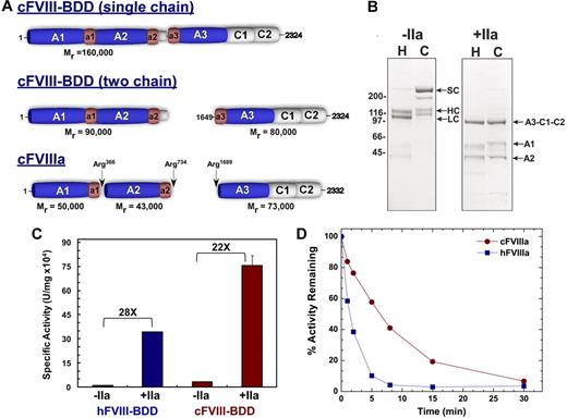 Figure 1. Biochemical characterization of FVIII-BDD. (A) Canine (c) FVIII-BDD is predominantly synthesized as 160 000 single chain protein with a smaller proportion being processed as a heterodimer. Thrombin (IIa) cleaves cFVIII-BDD at the indicated sites to yield activated cFVIII. (B) Protein purity was assessed by loading 4 μg of human FVIII-BDD (H) and cFVIII-BDD (C) on a reducing sodium dodecyl sulfate–polyacrylamide gel electrophoresis followed by staining with Coomassie blue (left; −IIa). FVIII-BDD (H or C; 800nM) was incubated with IIa (+IIa; 5nM) for 10 minutes, and the resulting activated FVIII was run on a reducing sodium dodecyl sulfate–polyacrylamide gel electrophoresis (right, +IIa). The various domains of FVIII are indicated. SC indicates single chain; HC, heavy chain; LC, light chain; A3-C1-C2 (73 kDa), A1 (50 kDa), and A2 (43 kDa). (C) The specific activity of cFVIII-BDD and hFVIII-BDD was compared using a 1- or 2-stage aPTT in human-deficient plasma. For the 2-stage assay (+IIa), FVIII-BDD (human or canine; 20nM) in 20mM N-2-hydroxyethylpiperazine-N′-2-ethanesulfonic acid/150mM NaCl/5mM CaCl2/0.01% Tween 80, pH 7.4 (assay buffer) was intentionally activated with IIa (40nM) for 30 seconds at 25°C. Activated FVIII was immediately diluted into assay buffer with 0.1% albumin and then subsequently added to the aPTT clotting assay. In either the 1- (−IIa) or 2-stage aPTT (+IIa), the specific activity of cFVIII-BDD was 3-fold higher than hFVIII-BDD. The activation quotient was 22 for cFVIII and 28 for hFVIII. (D) A purified Xase assay was used to assess A2-domain stability. The Xase assay was performed by activating 20nM cFVIII-BDD or hFVIII-BDD with 40nM IIa for 30 seconds at 25°C. The reaction was stopped by adding 60nM hirudin. At various time points after activation, FVIIIa (0.2nM, final) was added to the Xase complex (hFIXa, 2nM; hFX, 300nM; and phospholipids, 20μM; phosphatidylcholine/phosphatidylserine, 75:25), and activation was measured by monitoring FXa generation using a chromogenic substrate.