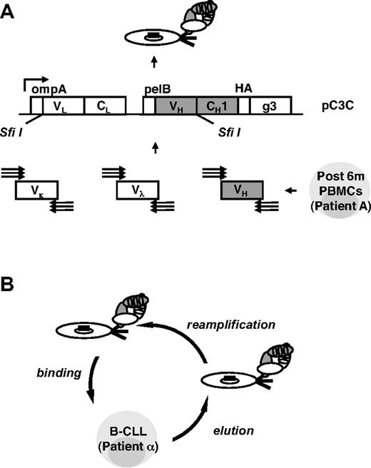 Figure 3. Generation and selection of a post-alloHSCT human Fab library by phage display. (A) By using a total of 186 different and separate combinations, human Vκ, Vλ, and VH encoding sequences were amplified by reverse transcription PCR from alloHSCT (after 6m) PBMCs derived from patient A, assembled into Vκ-Cκ-VH and Vλ-Cλ-VH cassettes by 3-fragment overlap extension PCR, and cloned into phagemid pC3C by asymmetric SfiI ligation. The resulting post-alloHSCT human Fab library was subsequently converted from phagemid to phage by transformation of E coli and the addition of helper phage. (B) The post-alloHSCT human Fab library was selected by 3 rounds of panning on PBMCs derived from patient α with untreated B-CLL (round 2, round 3, and round 5). Two additional rounds of panning on immobilized rat anti-HA mAb were carried out (round 1 and round 4). The steps of 1 cell panning round are shown.