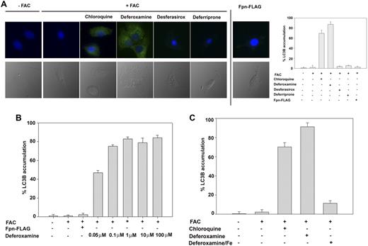 Figure 2. DFO induces autophagy. (A) HeLa cells transfected with or without pCMV-Fpn-FLAG were incubated with FAC (10μM Fe) for 24 hours followed by incubation for 10 hours in the absence or presence of 10μM ponasterone A, 100μM DFO, desferasirox, or deferriprone. Cells were incubated with or without chloroquine for 5 hours. Cells were fixed and processed for immunofluorescence using mouse anti-LC3 antibody (green). Nuclei were stained with 4′,6-diamidino-2-phenylindole (blue). The number of LC3B-positive cells was quantified (right panel) and error bars represent the analysis of greater than 5 fields per sample (at least 100 cells). Error bars represent SD from 3 different experiments. (B) HeLa cells expressing Fpn-FLAG were incubated with or without FAC (10μM) for 18 hours in the presence or absence of DFO at different concentrations (0.05, 0.1, 1, 10, 100μM). Cells were fixed and processed for immunofluorescence as in panel A. (C) HeLa cells were incubated with or without FAC (10μM) for 18 hours in the presence or absence of DFO (100μM) or DFO previously saturated with iron. Cells were incubated with or without chloroquine for 5 hours. Cells were fixed, processed for immunofluorescence, and quantified as in panel A.
