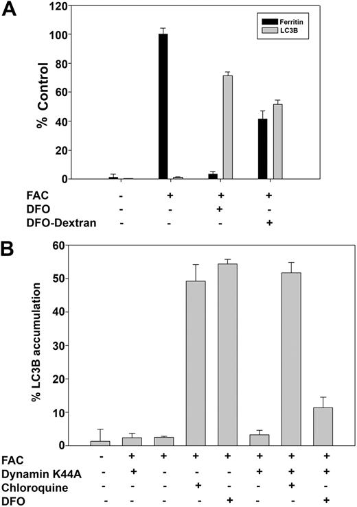 Figure 3. DFO in lysosomes induces autophagy. (A) HeLa cells were incubated with or without FAC (10μM) for 18 hours followed by incubation with or without DFO (100μM) or dextran-DFO for 16 hours. Cells were harvested for measurement of ferritin by ELISA or fixed and processed for immunofluorescence for LC3B as described in the Figure 2 legend. The amount of ferritin in FAC-loaded cells was taken as 100%. Error bars represent SD from 3 different experiments. (B) HeLa cells were transfected with or without dynamin K44A and incubated in the presence or absence of FAC (10μM) for 18 hours. DFO and chloroquine were added to a final concentration of 100μM for 6 hours. Cells were fixed and processed for immunofluorescence as in panel A. Percentage of LC3B accumulation was determined by analyzing 100 cells. Error bars represent SD from 3 different experiments.
