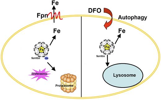 Figure 7. Model of alternate routes for ferritin degradation. The model shows that ferritin degradation can occur by different routes. Ferroportin (Fpn) or oral iron chelator (desferasirox)–mediated ferritin degradation occurs by the proteasome. In contrast, ferritin degradation induced by DFO occurs in the lysosome.