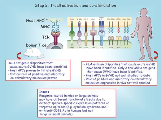Figure 2. Step 2: T-cell activation and costimulation. Donor T cells that express positive or inhibitory costimulatory pathway receptors encounter host antigen-presenting cells (APCs) that express major histocompatibility complex (MHC) antigens and ligands for these receptors. A host peptide is shown in the context of MHC/T-cell receptor (TCR) interactions. The red boxes below the mouse and the human recipient serve to highlight distinct features between these species. MiH indicates minor histocompatibility; MiHa, minor histocompatibility antigen; and Ab, antibody.
