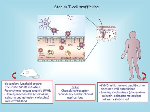 Figure 4. Step 4: T-cell trafficking. In rodents, secondary lymphoid organs are known to facilitate GVHD initiation. In both rodents and humans, GVHD tissue injury requires migration of such activated donor T cells into GVHD target organs that is orchestrated by chemokines, selectin, and adhesion molecules. An example of the homing process into the skin is depicted. The red boxes below the mouse and the human recipient serve to highlight distinct features between these species. Question marks denote uncertain conclusions. In the center red box, we note that clinical translational approaches to prevent GVHD by blocking individual chemokine/receptor interactions may be difficult due to known redundancies that exist for many pathways.