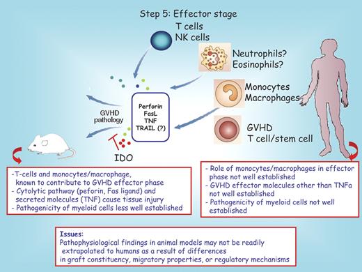 Figure 5. Step 5: effector phase. Cells implicated in the GVHD effector process are illustrated. In the gray box are the known mediators of tissue injury. IDO inhibits GVHD pathology by reducing the frequency of T-effector cells present in the colon. The red boxes below the mouse and the human recipient serve to highlight distinct features between these species. Question marks denote uncertain conclusions. NK indicates natural killer; TNF, tumor necrosis factor; and TNFa, tumor necrosis factor alpha.