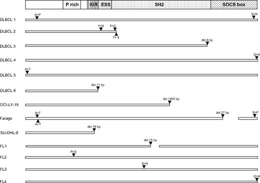 Figure 1. SOCS1 mutations in DLBCL and FL. (Top) A scheme of the SOCS1 protein with functionally important regions.20 For DLBCL and FL primary cases and DLBCL cell lines, only replacement mutations are shown. For missense mutations, the amino acid exchanges are shown in the single letter code. In DLBCL2, a nonsense mutation, in DLBCL3 and 6, and SU-DHL-8, small out-of-frame deletions (resulting from reading frame shifts 84, 48, and 19 amino acids, respectively, unrelated to SOCS1 followed by stop codons were encoded) and in OCI-LY-19 a large deletion/insertion (encoding 14 amino acids unrelated to SOCS1 before a stop codon) caused obviously function-impairing truncations of SOCS1 protein, and the same applies to the 9- and 5-amino-acid deletions in functionally important regions in Farage and FL1. The mutations in the Farage cell line were detected as single peaks in sequence electropherograms, indicative of a lack of an unmutated allele. All other mutations in primary cases and cell lines appeared as double peaks. Thus, a second unmutated allele was always present in the 4 cell lines with double peaks. In biopsies the unmutated alleles could be the result of the presence of a second unmutated allele in the tumor cells but also originate from nontumor cells present in the lymphoma biopsies. For the 2 DLBCL samples with several mutations, dilution of the genomic DNA and subsequent 2-round PCRs to amplify single molecules revealed that in both cases all mutations were on one SOCS1 allele.