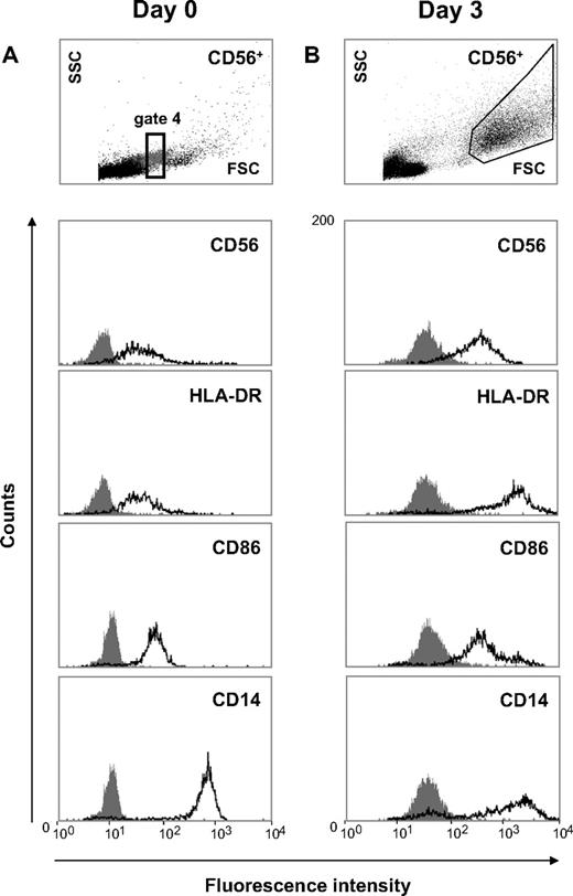 Figure 2. CD56+CD14+ cells spontaneously differentiate into enlarged DC-like cells with increased HLA-DR and CD86 expression. (A) Freshly isolated CD56+ cells were either immediately analyzed for scatter properties (using gate 4 shown in Figure 1) and HLA-DR as well as CD86 expression (day 0), or (B) CD56+ cells (106/mL) were cultured in the absence of exogenous cytokines for 3 days and were then subjected to flow cytometric analysis. During short-term culture CD14+ cells with the appearance of intermediate-sized lymphocytes (top left) spontaneously differentiated into enlarged cells with FSC/SSC properties characteristic of DCs (top right) and (B) with strongly increased HLA-DR and CD86 expression. Data are representative of 3 independent experiments with different donors.