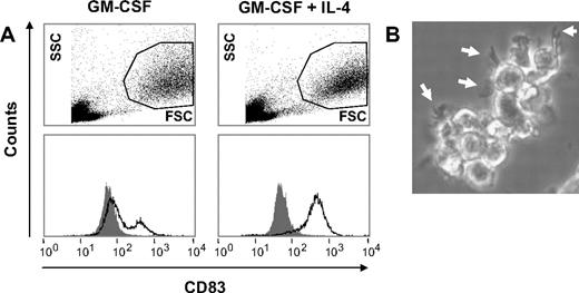 Figure 3. CD56+CD14+ cells can be induced to differentiate into fully mature CD83+ DCs. (A) CD56+ cells (106/mL) were cultured for 3 days in either GM-CSF alone (800 U/mL) or in GM-CSF plus IL-4 (500 U/mL). From day 3 to day 5 maturation was induced by the addition of TNF-α (1000 U/mL) and PGE2 (1 μM). Flow cytometric analysis showed that IL-4 was required to allow the development of homogenously CD83+ DCs (B) with the typical cytoplasmic extensions (veils, white arrows).