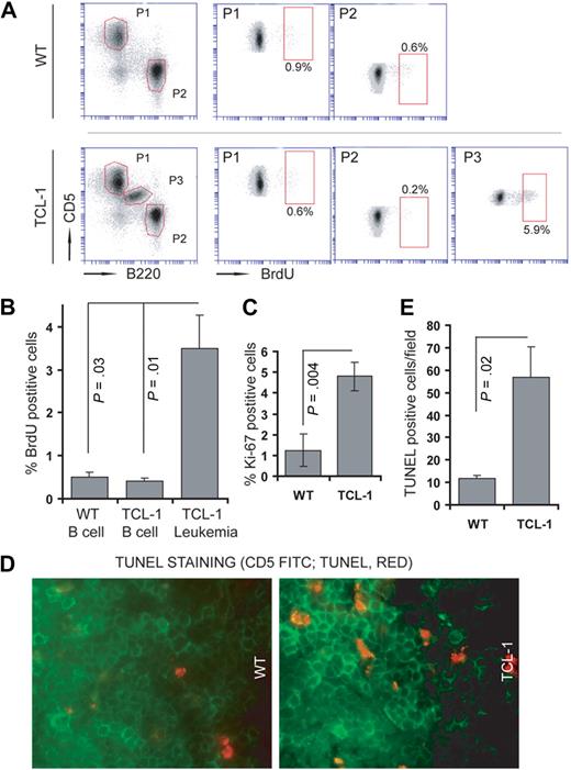 Figure 1. CD5+B220low B CLL cells from TCL1-Tg mice have a high cell turnover. (A) In vivo cell proliferation of different cell populations of WT (top panel) or TCL1-Tg (bottom panels) mice was studied by injecting 10 mg/mL BrdU intraperitoneally into the mice strains indicated after analysis of splenic cells by flow 12 hours later using the antibodies indicated (n = 6 mice each strain). We gated on CD5+B220− T cells (P1), CD5−B220+ B cells (P2), or CD5+B220low B cells (P3), as indicated in the far left panels. We determined the proliferation rates for each of these subpopulations by evaluating for the proportion of cells that incorporated BrdU (rectangles), as indicated in the panels to the right. Each of these panels depicts the BrdU fluorescence of gated cells in P1, P2, or P3, respectively. (B) Statistical analysis of the results obtained in panel A. (C) CD5+B220low B CLL cells from TCL1-Tg were also tested for levels for Ki-67 using intracellular flow cytometry and those results were compared with B220+ splenic B cells from WT mice (n = 3 mice each strain). (D-E) Frozen splenic sections of mouse strains indicated were costained for CD5-FITC and TUNEL-TMR-Red. Data shown were average of TUNEL-positive cells/field from splenic sections (n = 6 mice). Magnification of the objective lense: 40×/1.3 Oil DIC. Camera: Zeiss AxioCam HR. Software: AxioVs40AC v4.5.0.0.