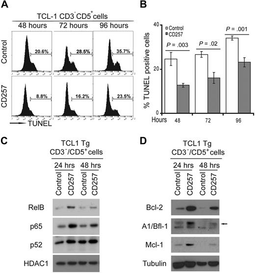 Figure 2. CD257 enhances survival of CD3−CD5+ CLL cells from TCL1-Tg mice and activates NF-κB. (A) CD3−CD5+ CLL cells from TCL1-Tg mice were cultured in absence (top line) or presence (bottom line) of 200 ng/mL rhCD257 and apoptosis was determined by TUNEL assay at different time points as indicated (n = 3 independent experiments). One representative assay is shown for each experiment. (B) Statistical analysis of data obtained in panel A. Error bars represent SD of 3 independent experiments. (C) Immunoblot from nuclear extracts of cells treated for different times with 200 ng/mL rhCD257, or left untreated, using antibodies to detect activation of the classical (p65) or alternative (RelB, p52) NF-κB pathway. HDAC1 served as a loading control. Shown is a representative blot (n = 3 independent experiments). (D) Immunoblot of cytosolic extracts of the same cells used in panel C immunoblotted for the antibodies indicated. Tubulin was used as a loading control. Shown is a representative blot (n = 3 independent experiments).