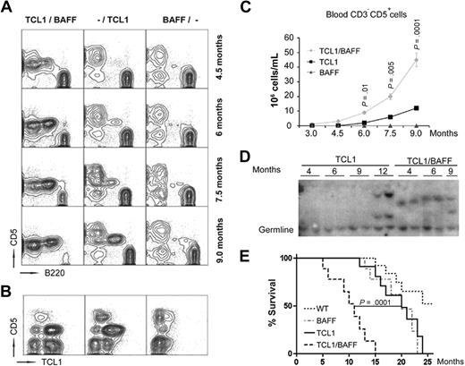 Figure 3. Constitutive CD257 production enhances leukemia development. (A) Flow cytometric analysis of blood cells from different mouse strains (TCL1×BAFF-Tg mice labeled as BAFF/TCL1; TCL1-Tg, as -/TCL1; and BAFF-Tg, as BAFF/-) collected at different ages as indicated and stained with CD5 and B220 antibodies. Each analysis was done in triplicate. One representative blot for each analysis is shown. (B) Representative contour plots of blood cells from 9-month-old mice (n = 3 in each cohort) stained with CD5 and hTCL1 antibodies. (C) Blood-derived CD3−CD5+ cells in the indicated mouse strains at different ages were measured by flow cytometry using CD3 and CD5 antibodies (n = 12 mice per cohort; error bars indicate SD). (D) Clonal expansion of TCL1-Tg and TCL1×BAFF-Tg mice splenocytes (n = 2 per cohort per indicated age) as determined by Southern blot analysis of genomic DNA using a JH-probe. (E) Survival (Kaplan-Meier) plots of cohorts of 12 age- and sex-matched mice of the indicated strains. Mean survival times were TCL1×BAFF-Tg mice, 11.2 ± 3.4; TCL1-Tg, 20.7 ± 3.9; and BAFF-Tg, 21.0 ± 3.8 months. More than 50% of WT mice were still alive at the end of the 25-month observation period.