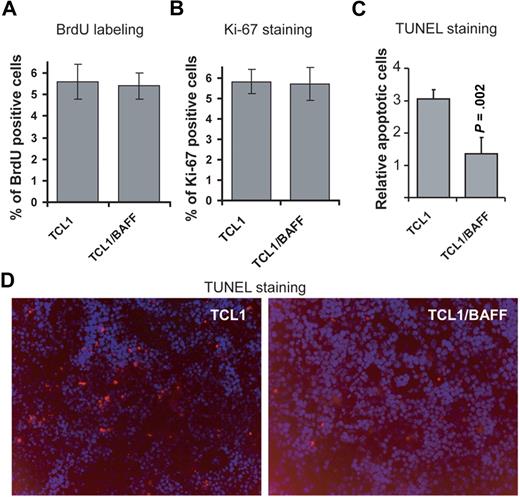 Figure 4. CD257 does not affect cell proliferation but enhances survival of leukemia cells. (A) Proliferation of CD3−CD5+ lymphocytes obtained from TCL1-Tg or TCL1×BAFF-Tg mice was measured by BrdU incorporation. For this, mice were pulsed with BrdU and 12 hours later splenocytes were collected and stained with anti-BrdU. Mouse immunoglobulin G was used as an isotype control for anti-BrdU. Splenocytes from TCL1-Tg and TCL1×BAFF-Tg mice were gated for CD3−CD5+ and analyzed by flow using anti-BrdU. Results are from triplicate experiments (n = 3 mice each strain). (B) Ki-67 antibody stainings. Cells were obtained and gated as in panel A and stained for intracellular Ki-67 expression. Mouse immunoglobulin G was used as isotype control for anti–Ki-67. Results are from triplicate experiments (n = 3 mice each strain). (C-D) Frozen splenic sections of mouse strains indicated were stained for TUNEL-TMR-Red. Data shown were average of relative TUNEL-positive cells from splenic sections (n = 5 mice). Magnification of the objective lense: 20×/0.50 Camera: Zeiss AxioCam HR. Software: AxioVs40AC v4.5.0.0.