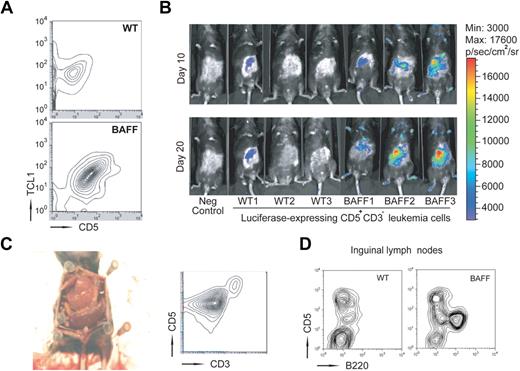 Figure 5. CLL cells expand faster in vivo in the presence of constantly elevated levels of CD257. (A) Splenocytes from TCL1×BAFF-Tg mice were labeled with CD3 and CD5 antibodies and CD3−CD5+ were enriched by cell sorting. Sorted leukemic cells (106) were injected into either BAFF-Tg or WT recipients (n = 6 each group) and their expansion was analyzed 30 days later by flow cytometry. (B) Expansion of transferred CD3−CD5+ cells transduced with a luciferase-expressing lentivirus before injection was measured by bioluminescence at the indicated time points. (C) Representative autopsy and flow cytometry of splenocytes from a BAFF-Tg mouse 5 months after adoptive transfer (n = 6). Camera: Nikon COOLPIX 995. (D) Representative flow cytometry of cells obtained from inguinal lymph nodes from WT or BAFF-Tg mice 5 months after adoptive transfer (n = 6 mice each group).