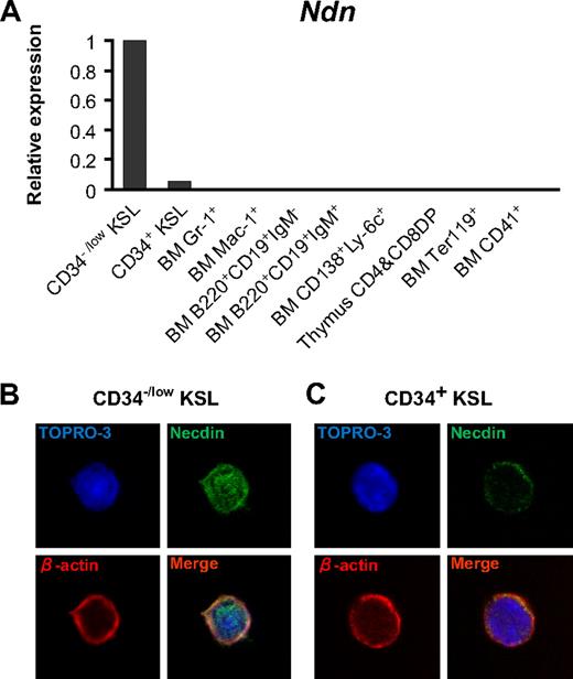 Figure 1. Preferential expression of necdin in HSCs. (A) Ndn expression in distinct subsets of hematopoietic cells. Ndn expression was quantified by quantitative PCR assay in each subset of hematopoietic cells as indicated in the graph. Levels of Ndn expression were normalized to an internal control (Hprt) gene. Expression of Ndn is shown calculated relative to Ndn expression in CD34−/low KSL cells. (B-C) Localization of necdin in HSCs. Freshly isolated CD34−/low KSL cells (B) or CD34+ KSL cells (C) were stained with anti-necdin (green), anti–β-actin (red), and TO-PRO3 (nuclei, blue).