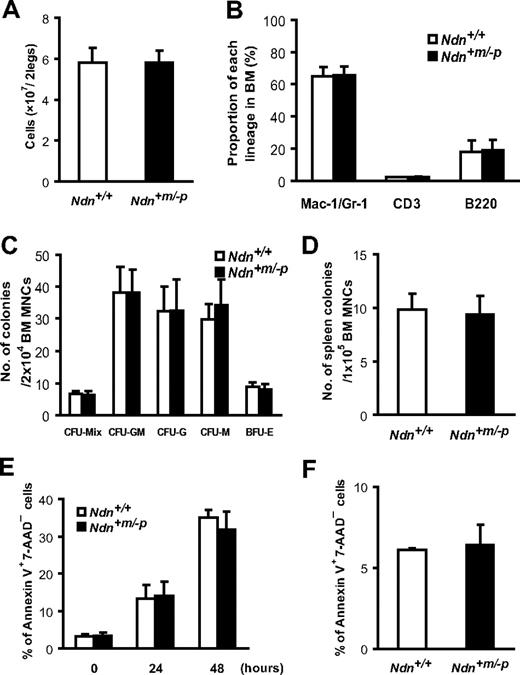 Figure 2. Necdin is dispensable for steady-state hematopoiesis. (A) Normal BM cellularity in Ndn+m/−p mice. BM cells were isolated from the femurs and tibias of both hind legs. Absolute numbers of BM cells obtained from either Ndn+/+ or Ndn+m/−p mice were determined with a hemocytometer. Data shown are the mean number ± SD (n = 11). (B) Ndn-deficient mice exhibit normal myeloid, T-cell, and B-cell differentiation capacities. BM cells isolated from either Ndn+/+ or Ndn+m/−p mice were stained with anti-Mac1 and Gr-1 antibodies, anti-CD3 antibody, or anti-B220 antibody. The frequency of myeloid cells (Mac-1+/Gr-1+), T cells (CD3+), or B cells (B220+) in BM was determined by flow cytometry. Data shown are the mean number ± SD (n = 4). (C) Normal in vitro colony-forming capacity of Ndn+m/−p BM cells. BM cells from either Ndn+/+ or Ndn+m/−p mice were assessed by an in vitro colony formation assay (“Hematopoietic progenitor assays in vitro and in vivo”). Data are shown as the mean number ± SD of colonies (n = 4). (D) Colony-forming units in spleen at day 12 after transplantation (CFU-S12) are comparable between Ndn+/+ and Ndn+m/−p BM cells. Data are shown as mean colony number ± SD. No significant difference was observed between Ndn+/+ and Ndn+m/−p mice (Ndn+/+: n = 8, Ndn+m/−p: n = 5). (E) The frequency of apoptotic cells in CD34−/low KSL cells after cytokine depletion. FACS-purified CD34−/low KSL cells from Ndn+/+ and Ndn+m/−p mice were cultured without cytokines in serum-containing medium for the indicated times and stained with annexin V and 7-AAD. Data shown are the mean percentage ± SD of annexin V+ 7-AAD− cells (n = 3). No significant differences were detected between Ndn+/+ and Ndn+m/−p mice. (F) Apoptosis rates in BM cells after γ-irradiation. BM cells from Ndn+/+ or Ndn+m/−p mice harvested 12 hours after 6.5 Gy irradiation were evaluated for apoptosis using annexin V staining. Data are shown as the mean percentage ± SD of annexin V+ 7-AAD− CD34−/low KSL cells (n = 3). No significant differences were seen between Ndn+/+ and Ndn+m/−p mice.
