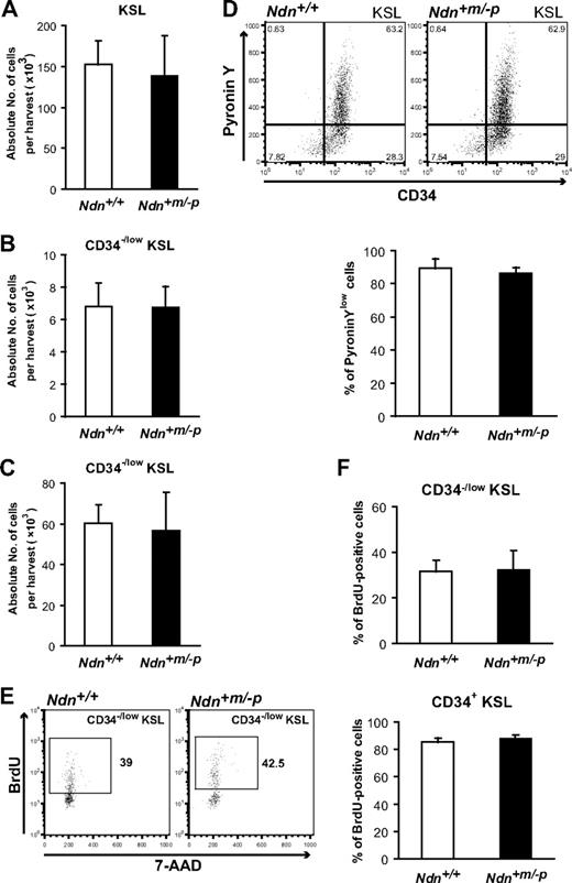 Figure 3. Necdin deficiency does not affect cell-cycle status of HSCs under homeostatic conditions. (A) Normal numbers of KSL cells in the BM of young Ndn+m/−p mice. c-Kit+ Sca-1+ cells in the Lin− fraction (KSL cells) were detected by flow cytometry. Data are shown as mean absolute number ± SD (n = 11). (B-C) Normal numbers of CD34−/low KSL in the BM of young and old Ndn+m/−p mice. c-Kit+ Sca-1+ cells in the Lin− CD34−/low fraction (CD34−/low KSL cells) of young (10-12 weeks) and old (18 months) mice were determined by flow cytometry. Data are shown as mean absolute number ± SD (young: n = 11, old: n = 3). (D) Normal frequency of quiescent CD34−/low KSL cells in Ndn+m/−p mice. BM cells from Ndn+/+ and Ndn+m/−p mice were stained with Pyronin Y, anti-CD34, c-Kit, Sca-1, and lineage markers. (Top panels) Representative pattern of 5 independent experiments. (Bottom panel) Data are shown as mean percentages ± SD of Pyronin Ylow CD34−/low KSL cells (n = 5). (E-F) Normal BrdU incorporation in Ndn+m/−p HSCs. BrdU (1 mg/mL) was administered orally to Ndn+/+ and Ndn+m/−p mice for 7 days, and BrdU incorporation in CD34−/low and CD34+ KSL cells was evaluated using anti-BrdU antibodies. (E) Representative pattern of BrdU+ CD34−/low KSL cells. (F) Data shown are the mean percentages ± SD of BrdU+ cells in the CD34−/low KSL (top panel) or CD34+ KSL cells (bottom panel). Ndn+/+: n = 5; Ndn+m/−p: n = 4.